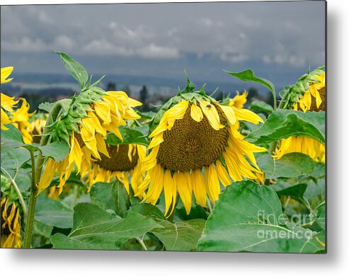 Michelle Meenawong Metal Print featuring the photograph Sunflowers On A Rainy Day by Michelle Meenawong