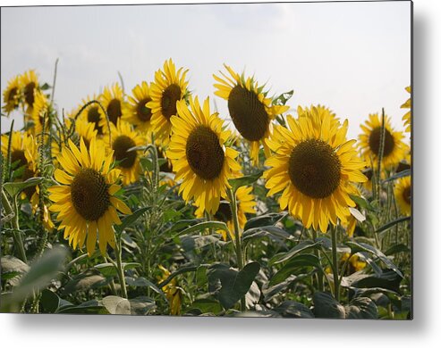 Sun Flowers Metal Print featuring the photograph Sunflowers by Patty Vicknair