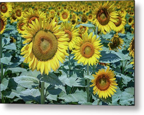 Garden Metal Print featuring the photograph Sunflowers Weldon Spring MO GRK8252_07142018 by Greg Kluempers