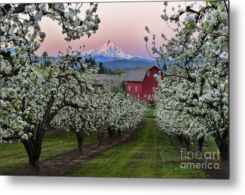 Oregon Metal Print featuring the photograph Pear Orchard in Bloom with Barn near Mount Hood by Tom Schwabel