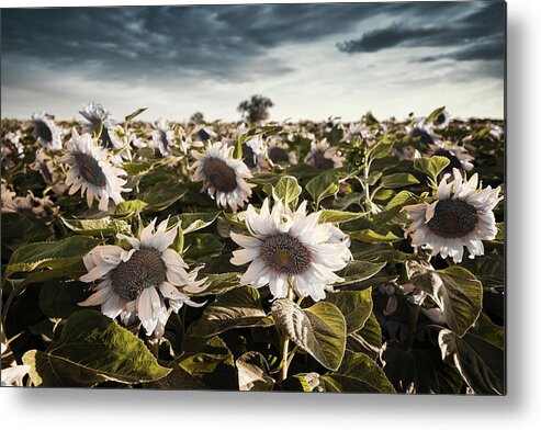 Flowers Metal Print featuring the photograph Sunless Flowers by Janet Kopper