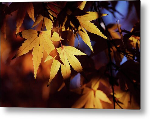 Sunlight Metal Print featuring the photograph Sunlight Through Leaves by Nicholas Blackwell