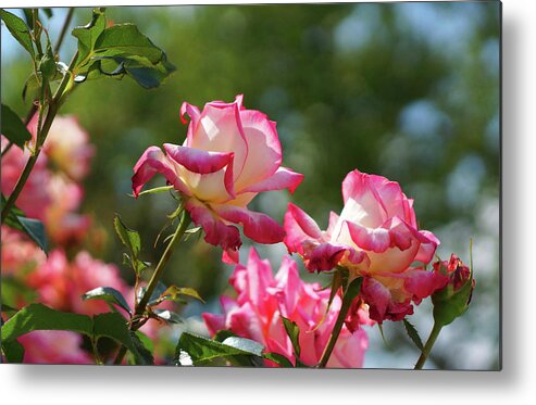 Pink Metal Print featuring the photograph Sunning Themselves by Cate Franklyn