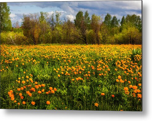 Buttercup Metal Print featuring the photograph Sunny Buttercups Field. Altai by Victor Kovchin