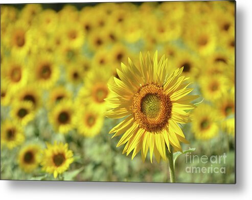 Sunflower Metal Print featuring the photograph Sunny by Dan Holm