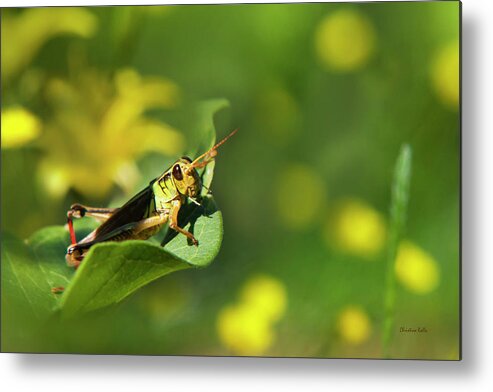 Grasshopper Metal Print featuring the photograph Green Grasshopper by Christina Rollo