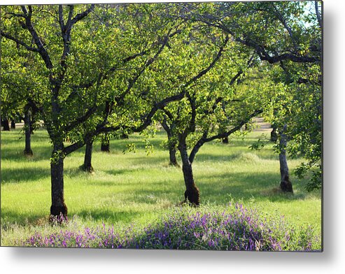 Sunny Grove Of Kelseyville Metal Print featuring the photograph Sunny Grove by Lori Mellen-Pagliaro