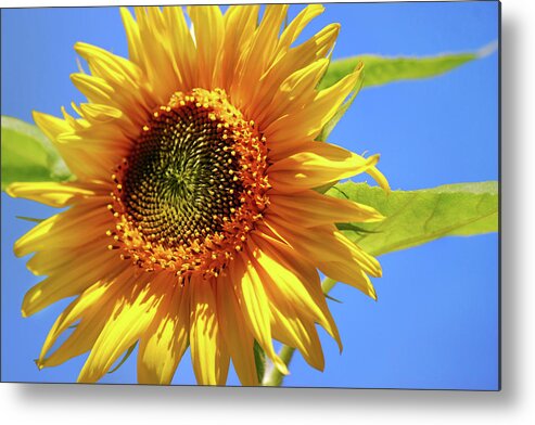 Sunflower Metal Print featuring the photograph Sunny Sunflower by Christina Rollo