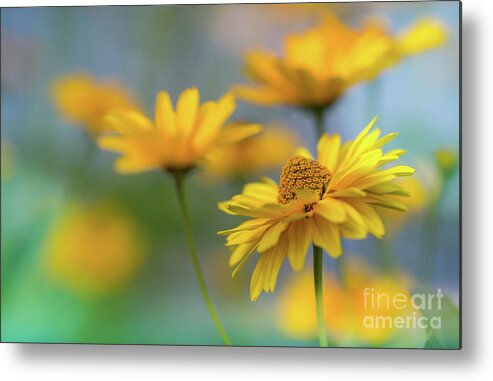 Daisies Metal Print featuring the photograph Sunny Yellow by Eva Lechner