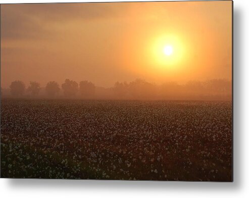 Mobile Metal Print featuring the digital art Sunrise and the Cotton Field by Michael Thomas