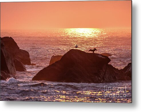 Monhegan Island Metal Print featuring the photograph Sunrise, South Shore by Tom Cameron