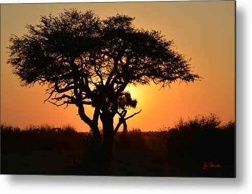 Africa Metal Print featuring the photograph Sunset Acacia by Joe Bonita