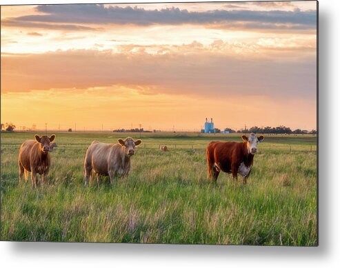 Sunset Metal Print featuring the photograph Sunset Cattle by Russell Pugh