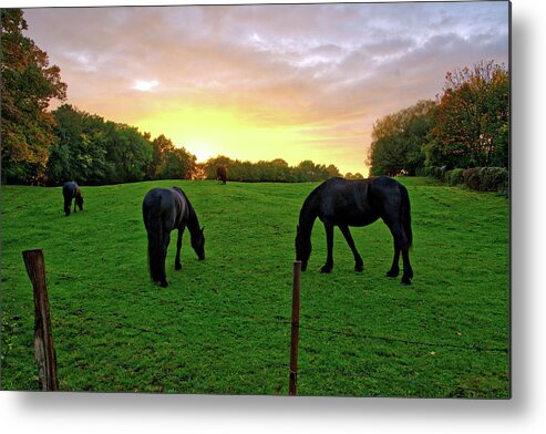 Belgium Metal Print featuring the photograph Sunset horses by Ingrid Dendievel