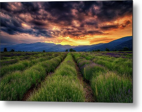 Field Metal Print featuring the photograph Sunset Over Lavender Field by Plamen Petkov