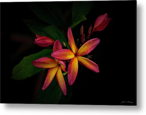 Sunset Plumeria Metal Print featuring the photograph Sunset Plumerias in Bloom #2 by John A Rodriguez