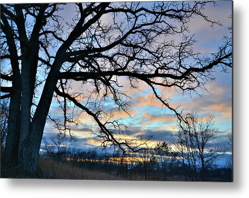 Glacial Park Metal Print featuring the photograph Sunset Through Glacial Park Oak Tree by Ray Mathis