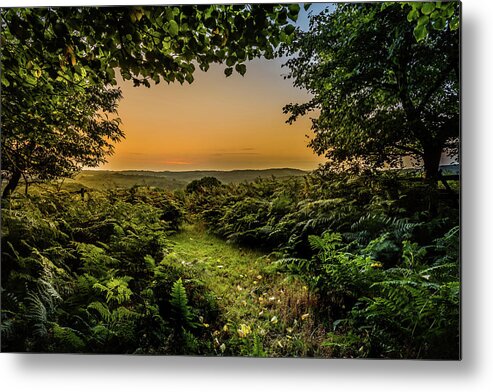 Sunset Metal Print featuring the photograph Sunset Through Trees by Nick Bywater