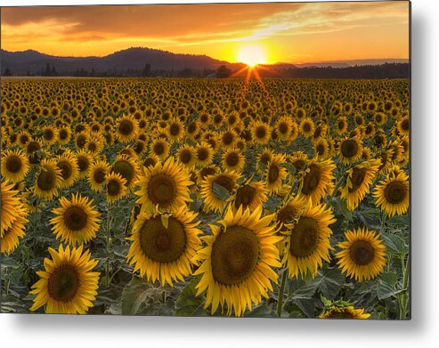 Sunflower Metal Print featuring the photograph Sunshine and Happiness by Mark Kiver