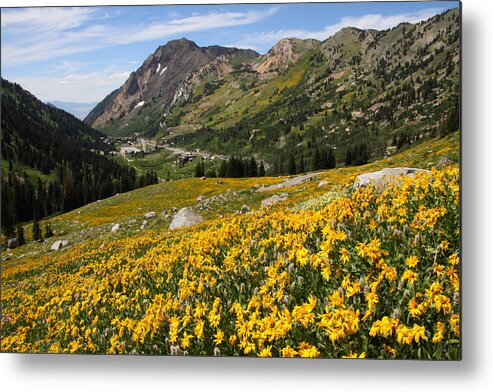 Landscape Metal Print featuring the photograph Superior Wasatch Wildflowers by Brett Pelletier