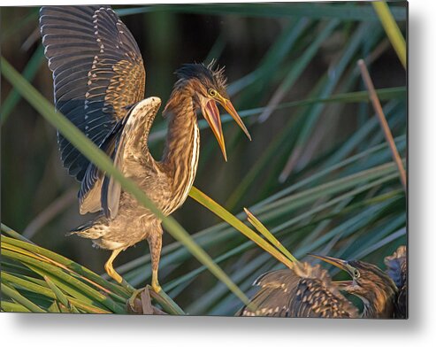 Water Bird Metal Print featuring the photograph Surprise Attack by Tam Ryan