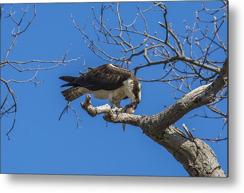 Osprey Metal Print featuring the photograph Sushi by Cathy Kovarik