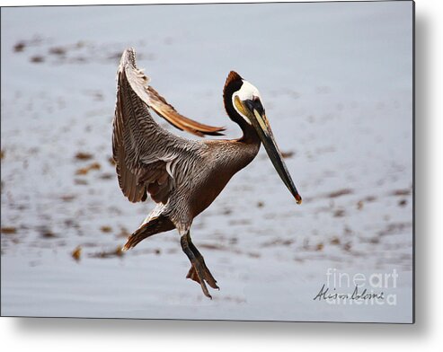 Pelican Metal Print featuring the photograph Suspended Animation by Alison Salome