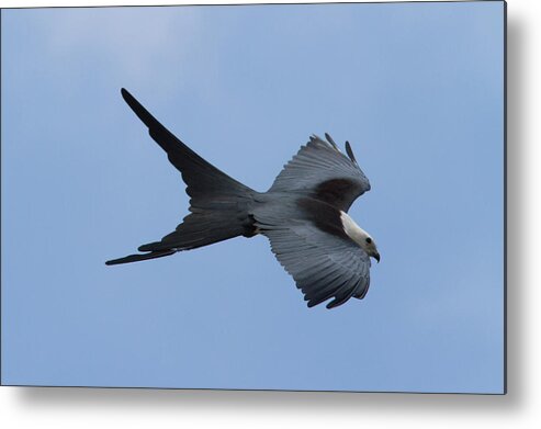 Swallow-tailed Kite Metal Print featuring the photograph Swallow-tailed Kite #1 by Paul Rebmann