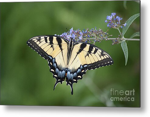 Swallowtail Metal Print featuring the photograph Swallowtail 20120723_24a by Tina Hopkins