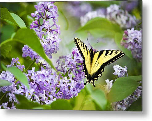 Butterfly Metal Print featuring the photograph Swallowtail Butterfly on Lilacs by Christina Rollo