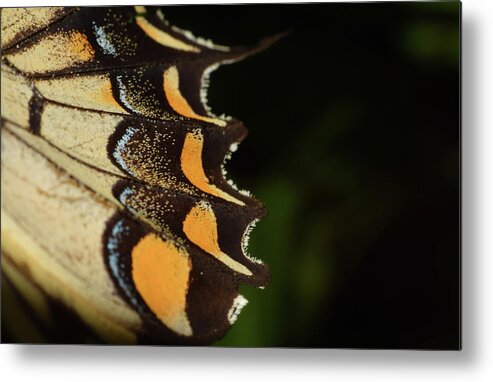 Photograph Metal Print featuring the photograph Swallowtail Butterfly Wing by Larah McElroy
