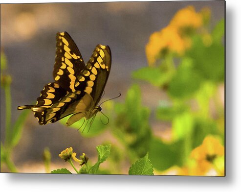 Butterfly Metal Print featuring the photograph Swallowtail by Peggy Blackwell