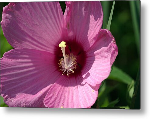 Aroma Metal Print featuring the photograph Swamp Rose Mallow by Jack R Perry