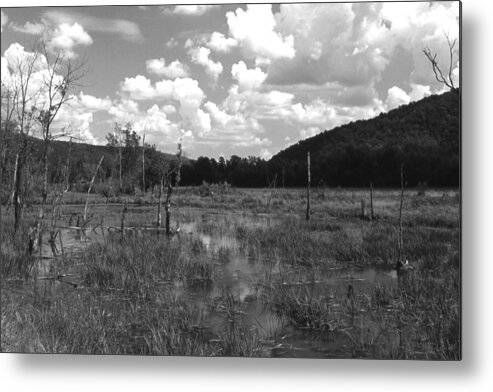 Ansel Adams Metal Print featuring the photograph SwampOEM by Curtis J Neeley Jr