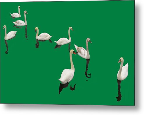 Background Green Metal Print featuring the photograph Swan Family On Green by Constantine Gregory