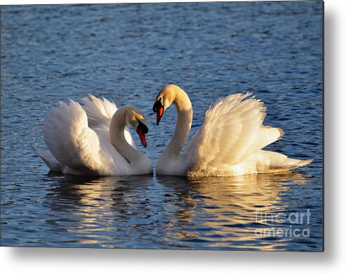 Swan Metal Print featuring the photograph Swan heart by Mats Silvan