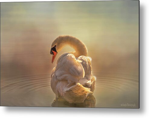 Swan Metal Print featuring the photograph Swan light by Mary Clough