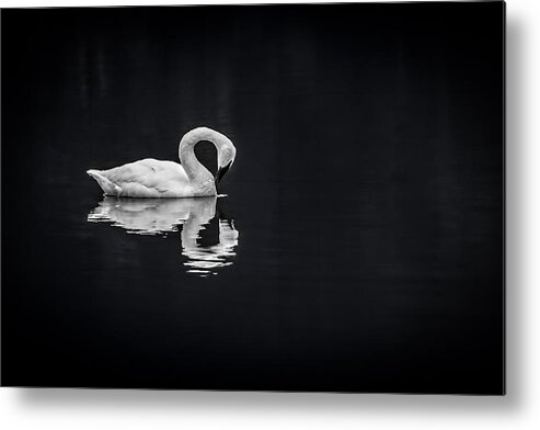  Metal Print featuring the photograph Swans by David Downs