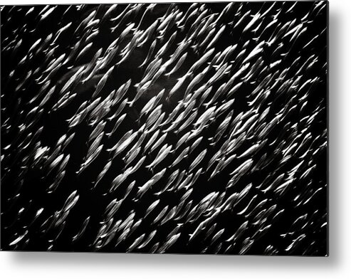 Swarm Metal Print featuring the photograph Swarm by Marilyn Hunt