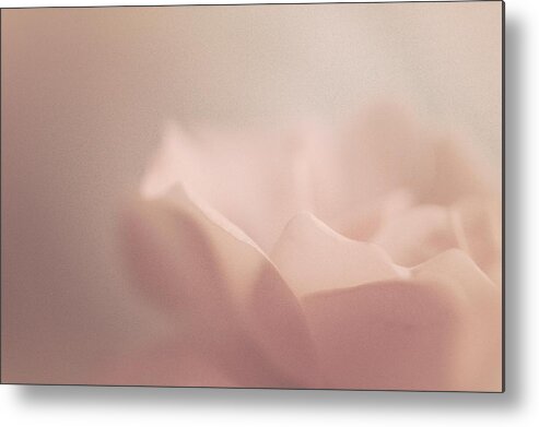Rose Art Metal Print featuring the photograph Sweet Angel Rose by The Art Of Marilyn Ridoutt-Greene