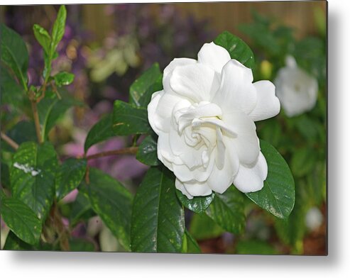 Gardenia Metal Print featuring the photograph Sweet Gardenia by Aimee L Maher ALM GALLERY