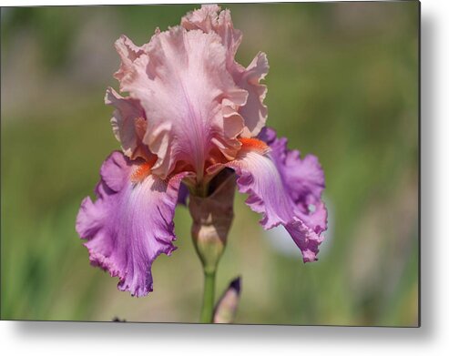 Jenny Rainbow Fine Art Photography Metal Print featuring the photograph Sweet Musette. The Beauty of Irises by Jenny Rainbow