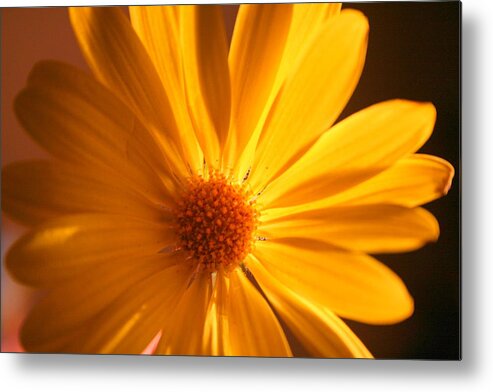 Flower Metal Print featuring the photograph Sweet One by Julie Lueders 