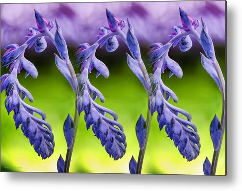 Succulent Metal Print featuring the photograph Succulent Swirl by Lucy VanSwearingen