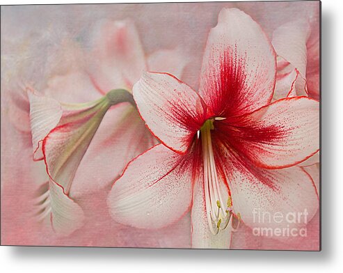 Pink Metal Print featuring the photograph Sweet Surrender by Marilyn Cornwell