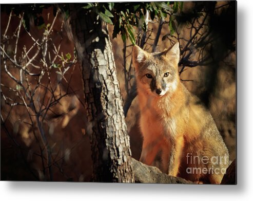 Forest Metal Print featuring the photograph Swift Fox by Richard Smith