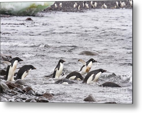 Adelie Metal Print featuring the photograph Swimming adelie penguins, Paulet Island, Antarctica by Karen Foley