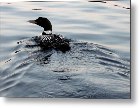 Nature Metal Print featuring the photograph Swimming away by Robert Morin