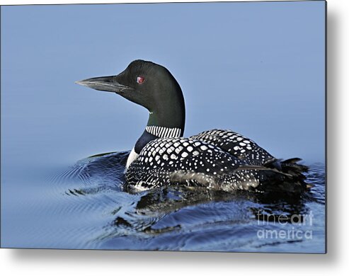 Photography Metal Print featuring the photograph Swimming Loon by Larry Ricker