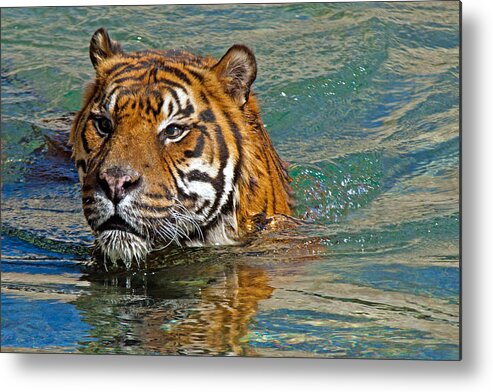 Tiger Metal Print featuring the photograph Swimming Tiger by David Freuthal